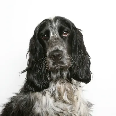 A Field Spaniel