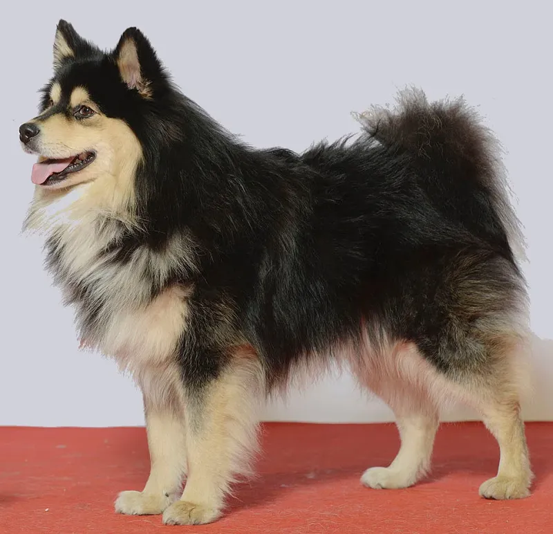 A Finnish Lapphund