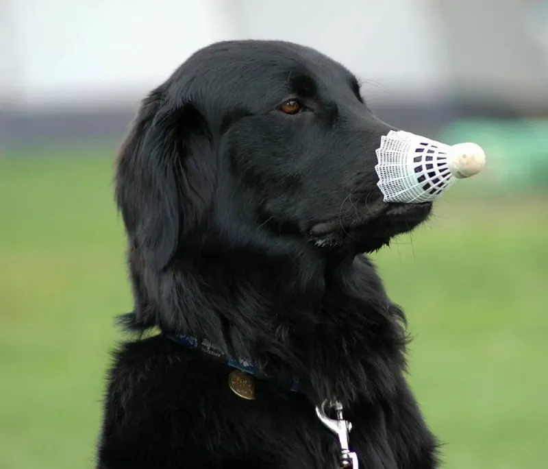 A Flat-Coated Retriever