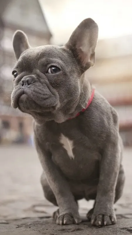 A French Bulldog