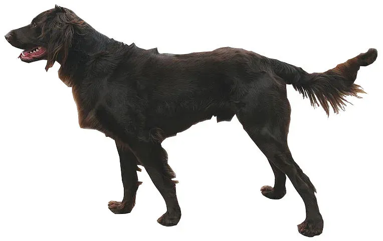 A German Longhaired Pointer