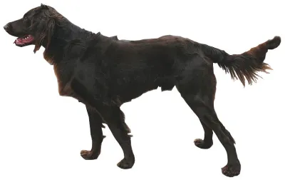 A German Longhaired Pointer