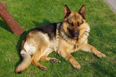 A German Shepherd Dog
