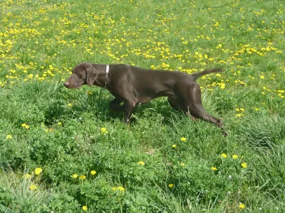 A German Shorthaired Pointer