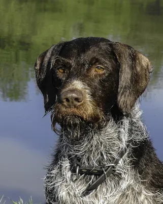 A German Wirehaired Pointer