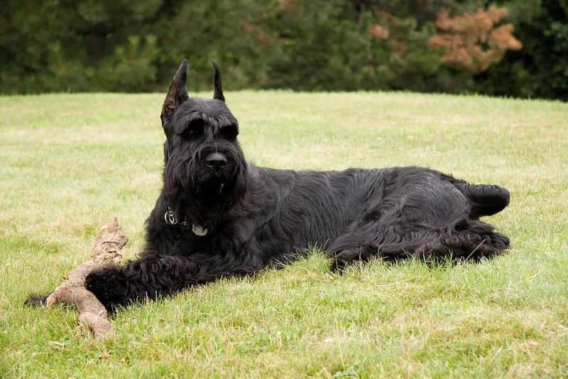 A Giant Schnauzer