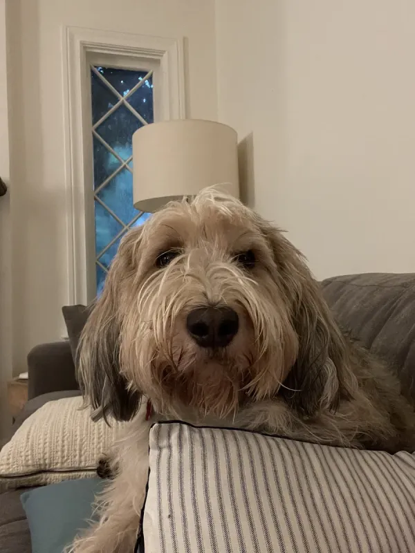 A Grand Basset Griffon Vendéen