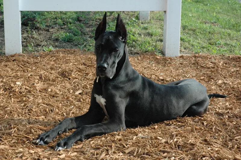 A Great Dane