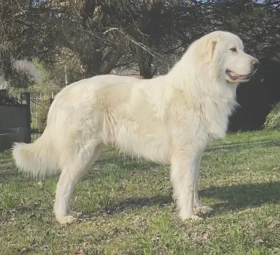 A Great Pyrenees