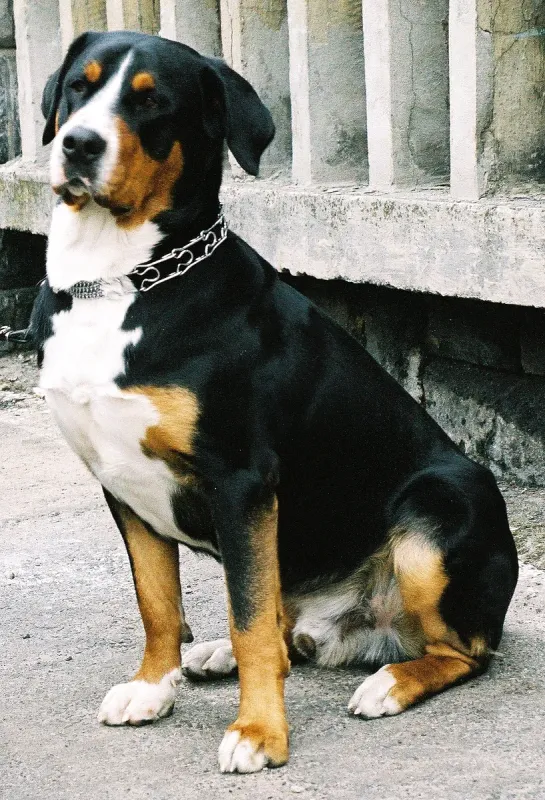 A Greater Swiss Mountain Dog