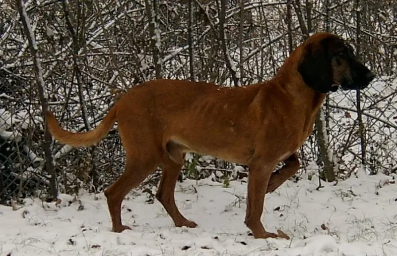 A Hanoverian Scenthound