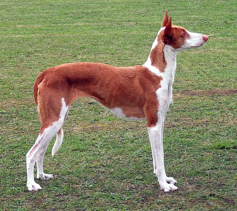 An Ibizan Hound