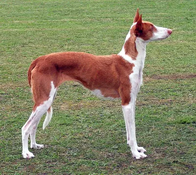 An Ibizan Hound
