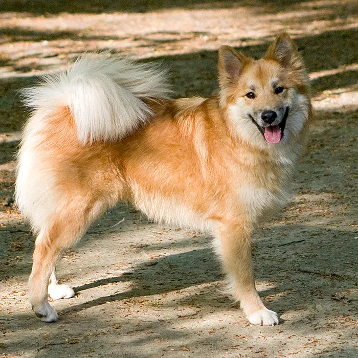 An Icelandic Sheepdog