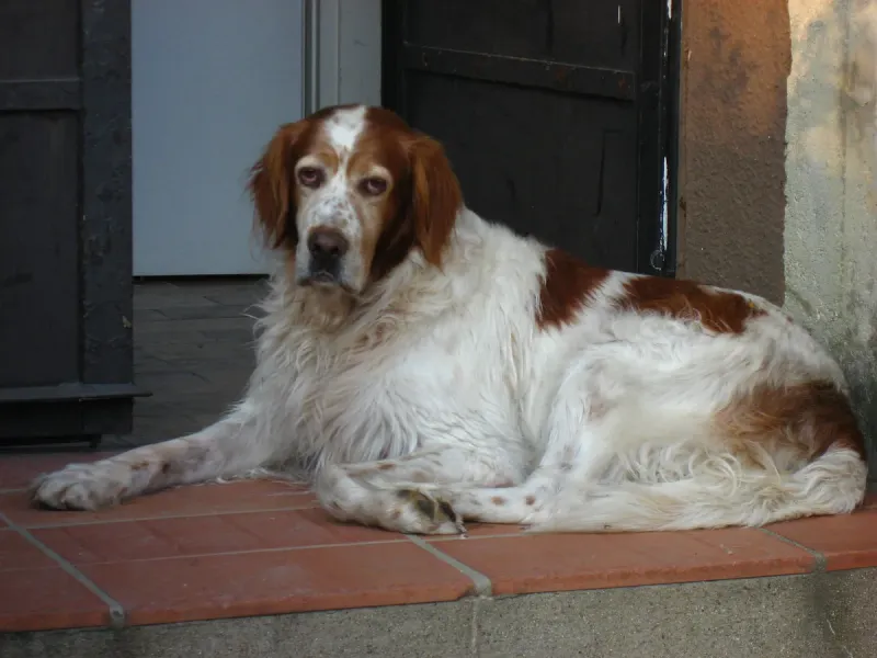 An Irish Red and White Setter