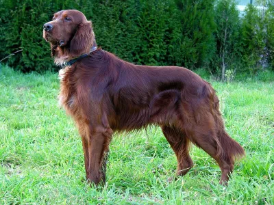 An Irish Setter