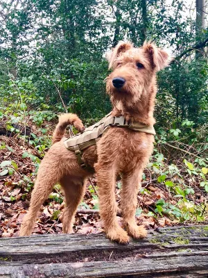 An Irish Terrier