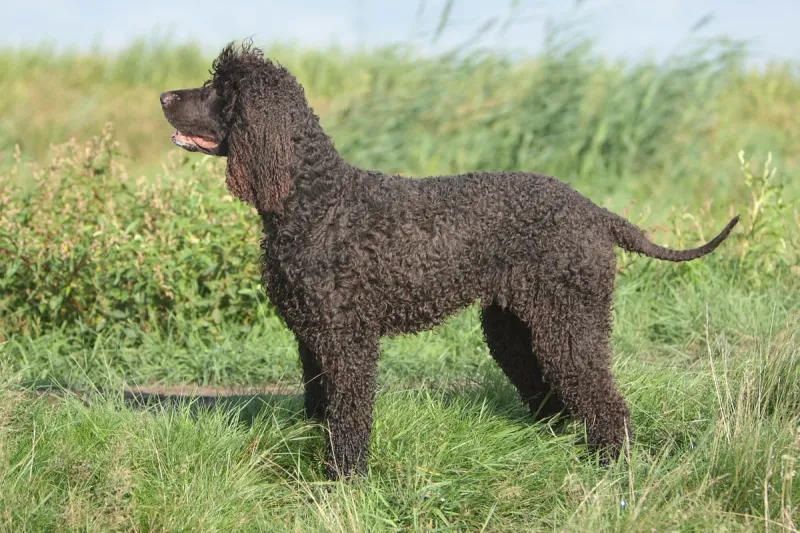 An Irish Water Spaniel
