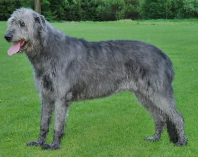 An Irish Wolfhound