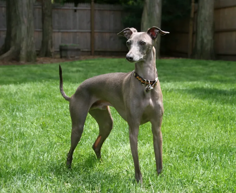 An Italian Greyhound