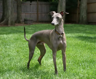 An Italian Greyhound