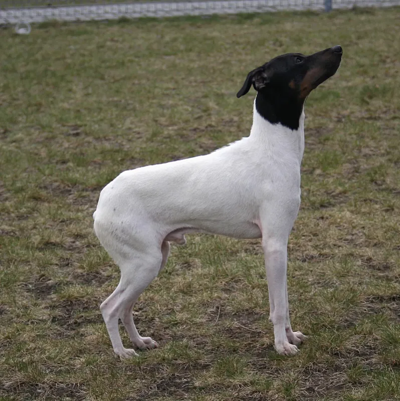 A Japanese Terrier