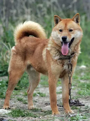 A Jindo