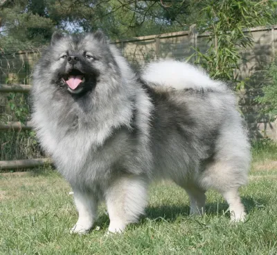 A Keeshond