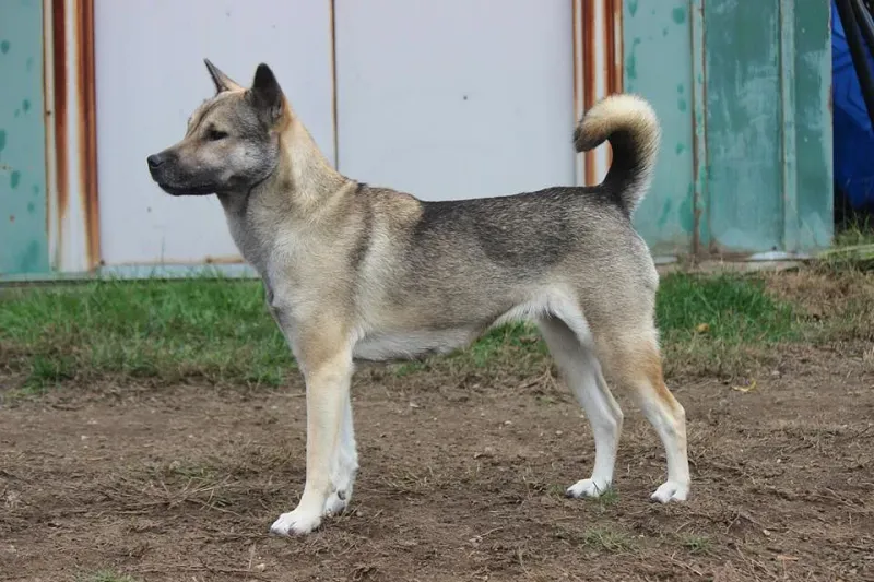 A Kishu Ken