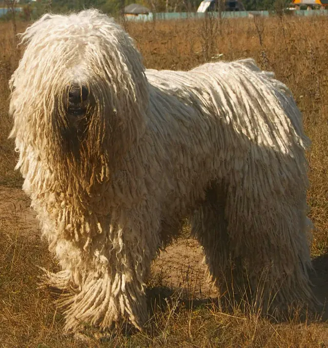 A Komondor