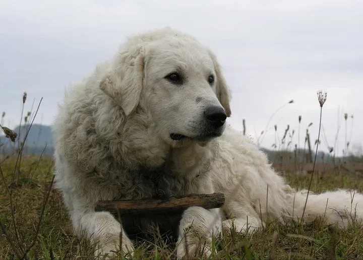 A Kuvasz