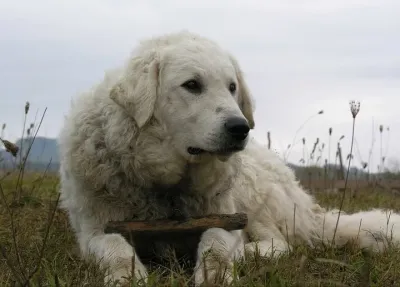A Kuvasz