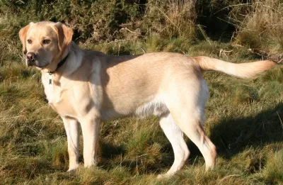 A Labrador Retriever