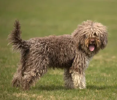A Lagotto Romagnolo