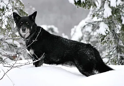 A Lapponian Herder