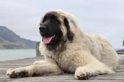 A Leonberger