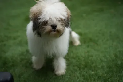 A Löwchen