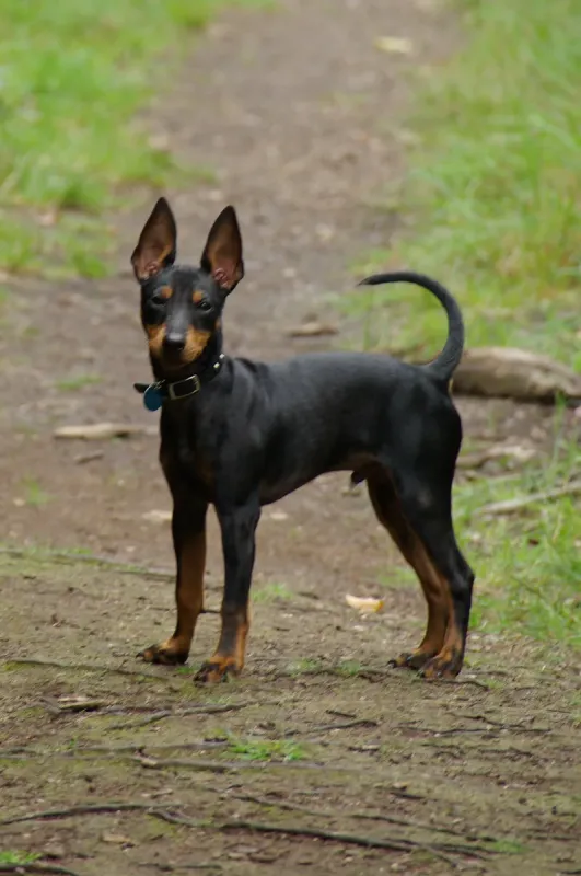 A Manchester Terrier (Toy)