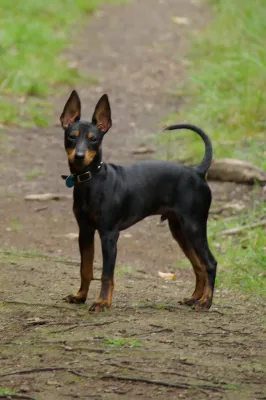 A Manchester Terrier (Toy)