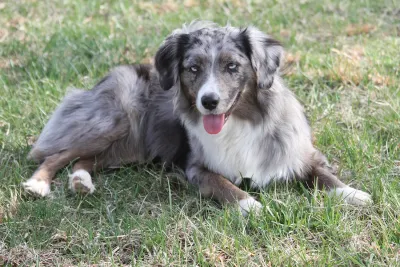 A Miniature American Shepherd