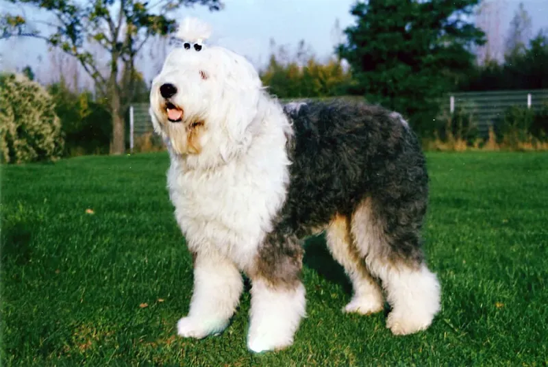 An Old English Sheepdog
