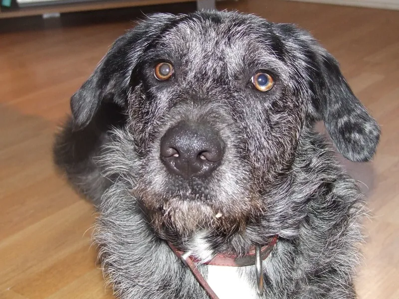 An Otterhound