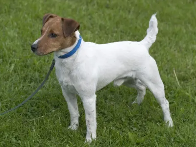 A Parson Russell Terrier