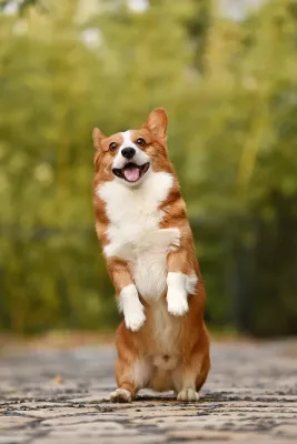 A Pembroke Welsh Corgi
