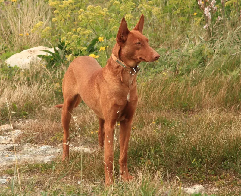 A Pharaoh Hound