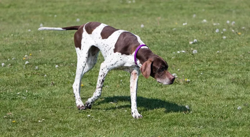 A Pointer