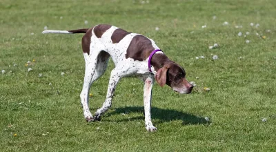 A Pointer