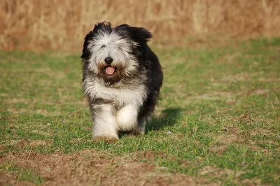 A Polish Lowland Sheepdog