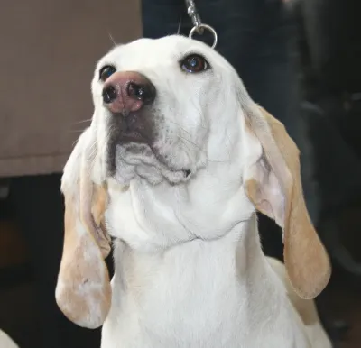 A Porcelaine