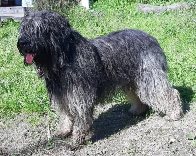 A Portuguese Sheepdog